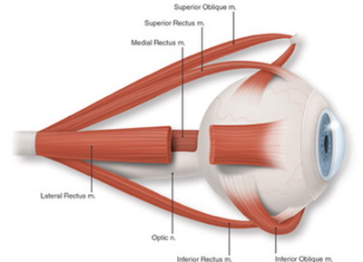Strabismus muscles